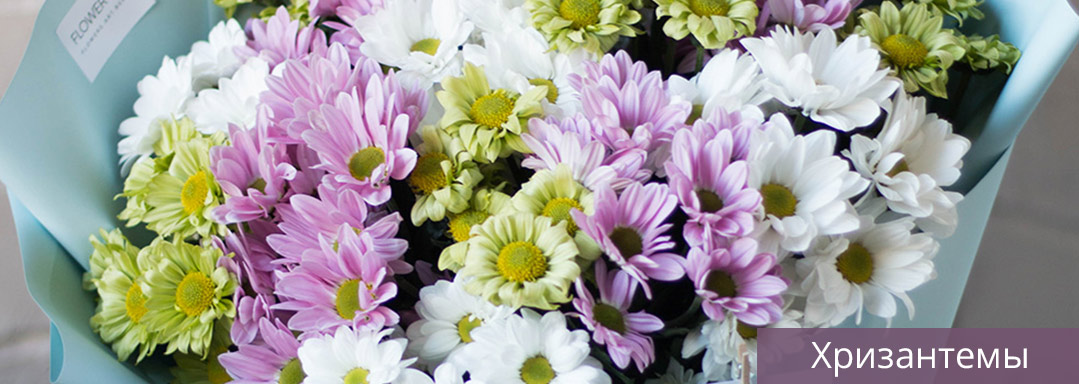 Хризантемы
